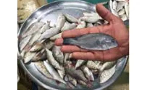Bahrain announces ban on catching, selling small fish and crustaceans ...