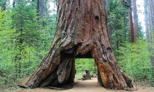 Storms topple California's iconic tunnel tree | News of Bahrain