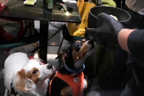 Fancy Restaurant Rome Meals to woof down at Italy's first dog restaurant | News of Bahrain